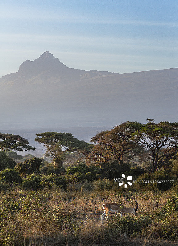 肯尼亚安博塞利国家公园风光图片素材