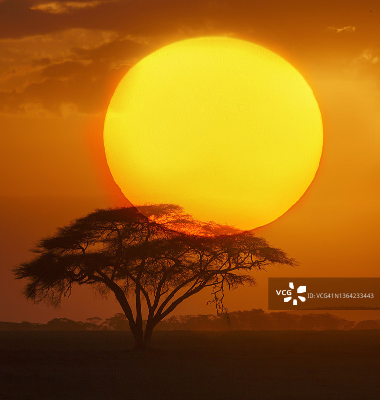非洲日落时的金合欢树图片素材