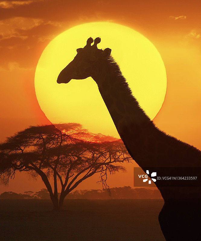 非洲：日落时分的长颈鹿图片素材