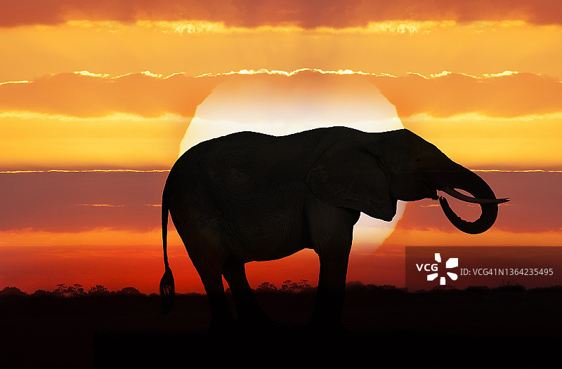 非洲大象剪影图片素材