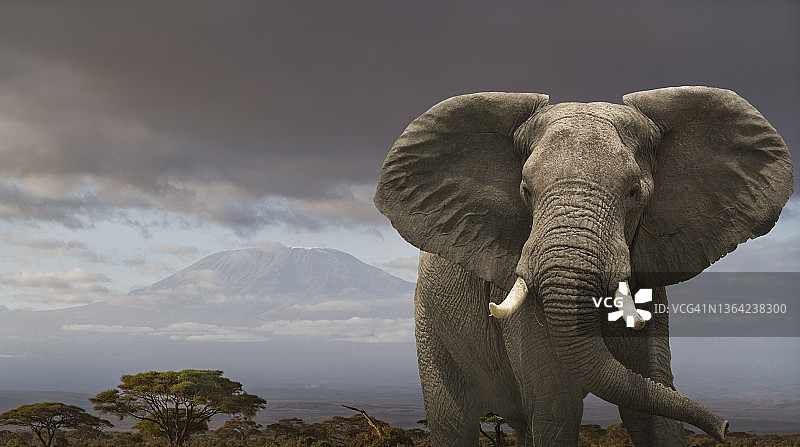 肯尼亚安博塞利国家公园乞力马扎罗山下的大象图片素材