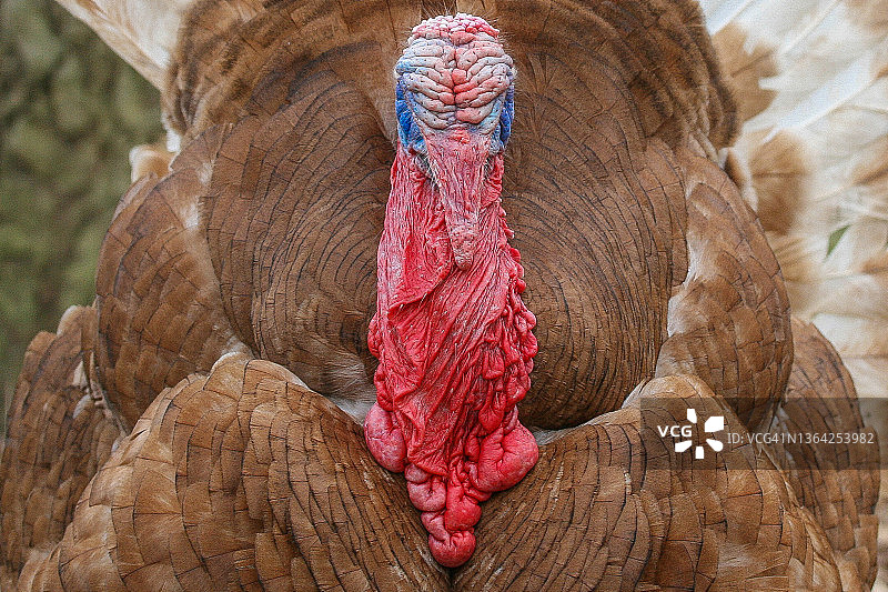 火鸡特写图片素材