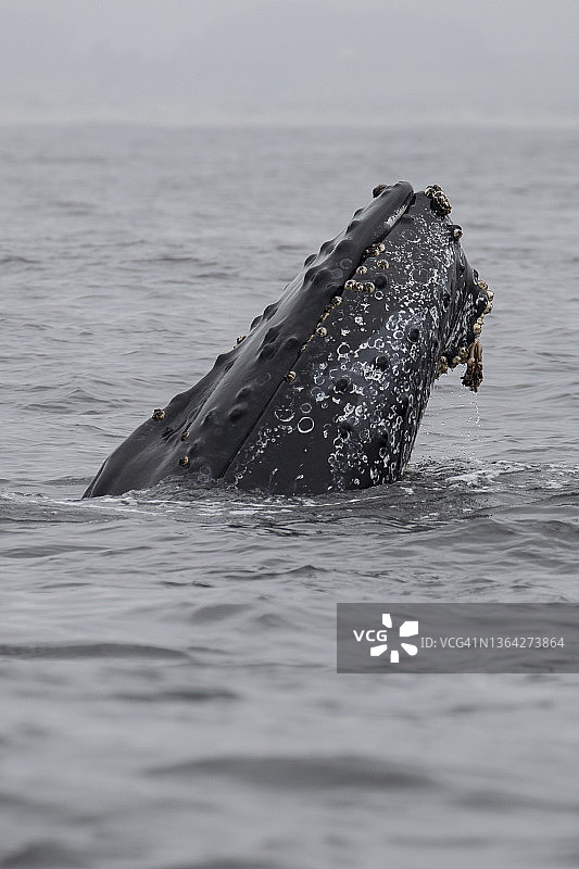 座头鲸图片素材
