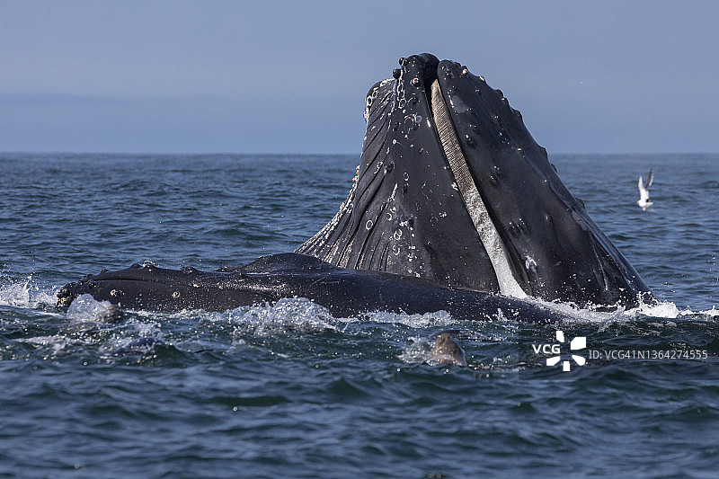 座头鲸图片素材