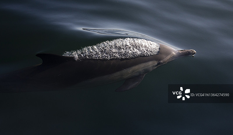 长喙普通海豚图片素材