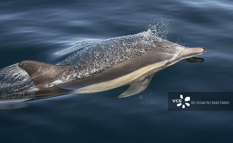 长喙普通海豚图片素材