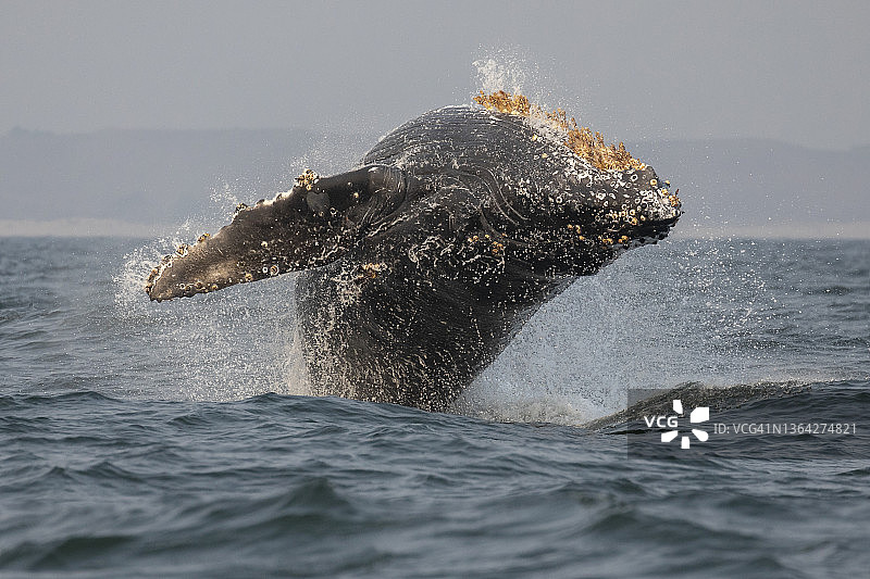 座头鲸图片素材