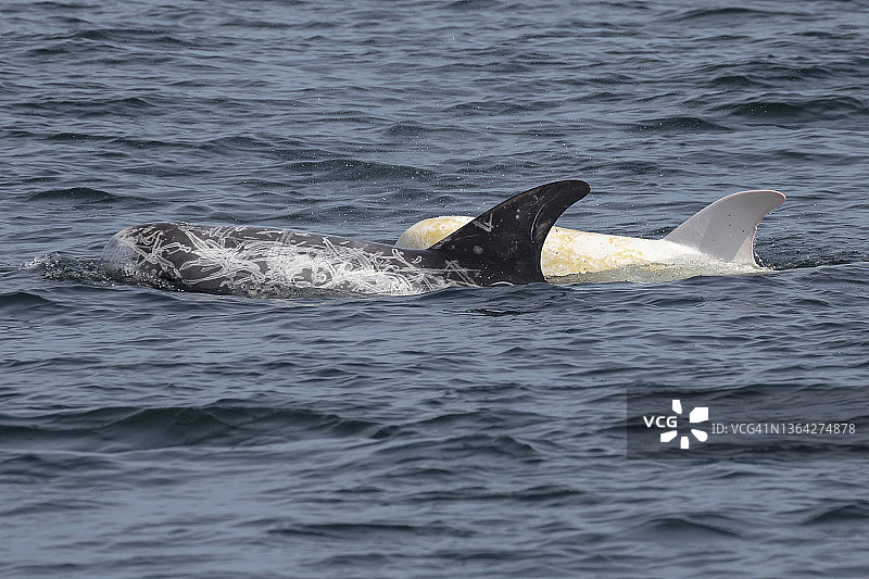 瑞氏海豚图片素材