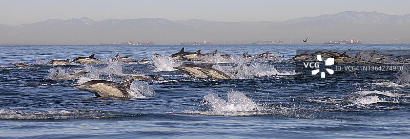 长吻真海豚群图片素材