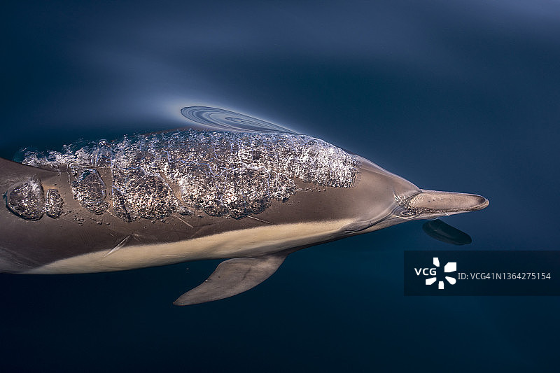 长喙普通海豚图片素材