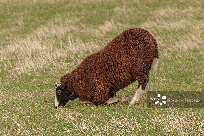 在田野里吃草的绵羊图片素材