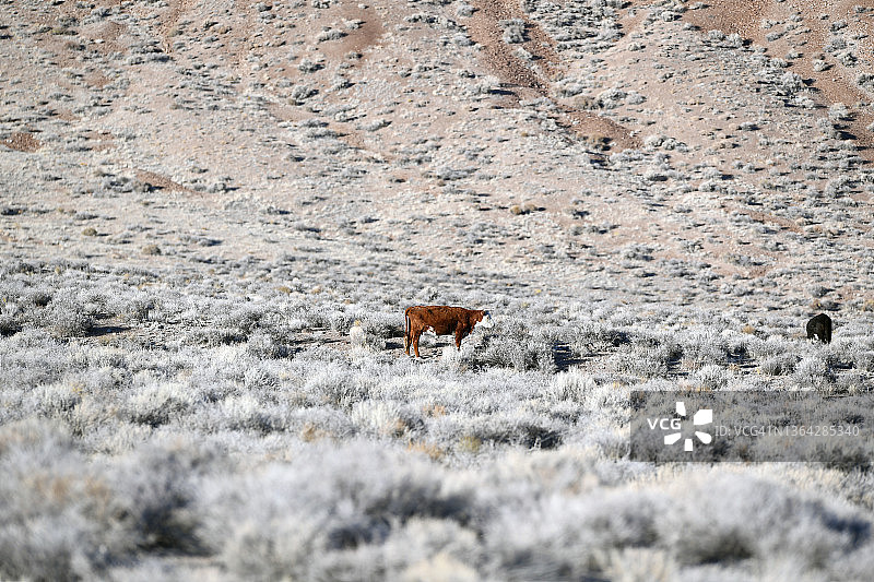 散养牛肉图片素材