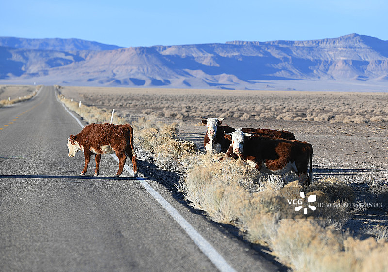 牛群穿越高速公路图片素材