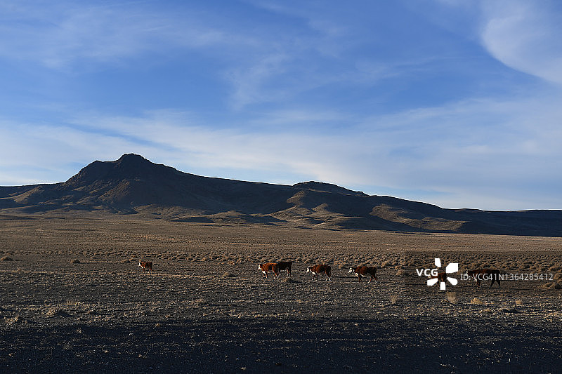 散养牛肉图片素材