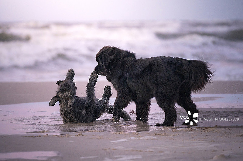 在海滩上玩耍的两只狗图片素材