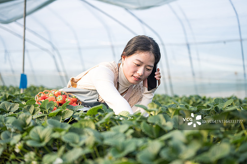 采摘草莓时打电话的年轻亚裔女子图片素材