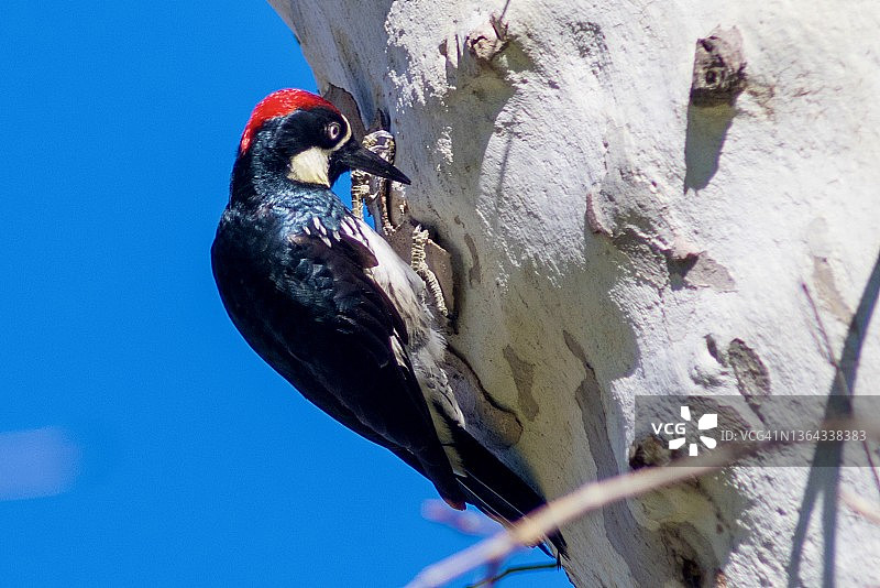 橡子啄木鸟特写图片素材