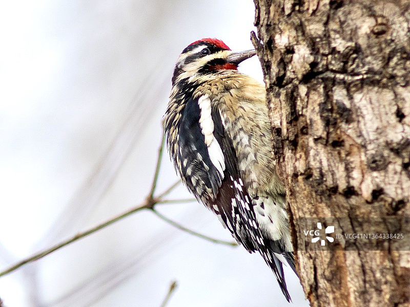 在布满洞的树干上的黄腹吸汁啄木鸟图片素材