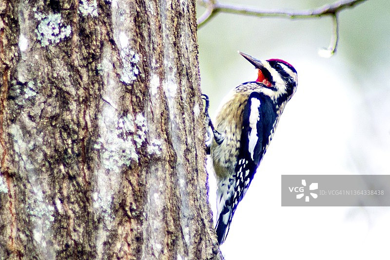 在树干上的黄腹吸汁啄木鸟图片素材