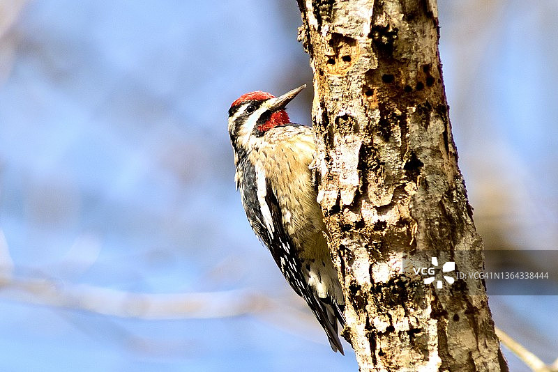 在布满洞的树干上的黄腹吸汁啄木鸟图片素材