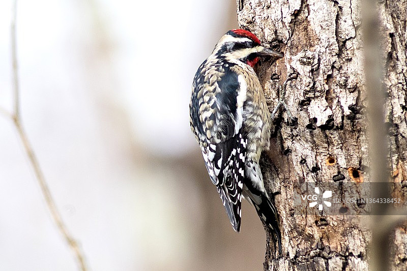 在布满洞的树干上的黄腹吸汁啄木鸟图片素材