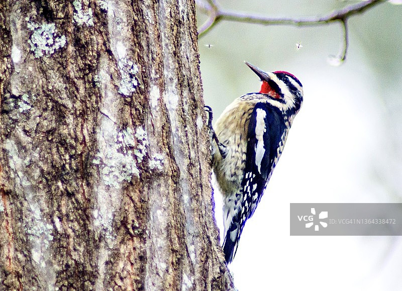 在树干上的黄腹吸汁啄木鸟图片素材