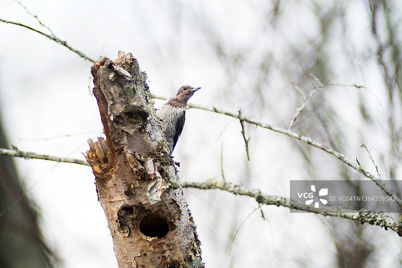 从树桩顶部向外看的未成熟红头啄木鸟图片素材