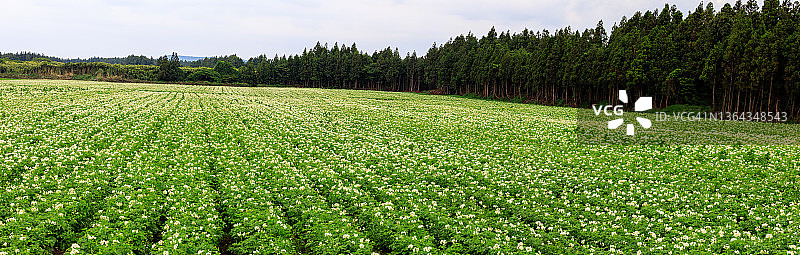 马铃薯花图片素材