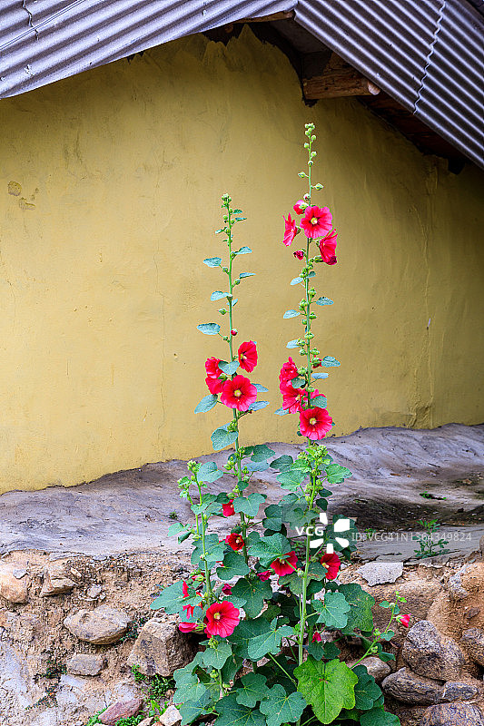 蜀葵背景图片素材