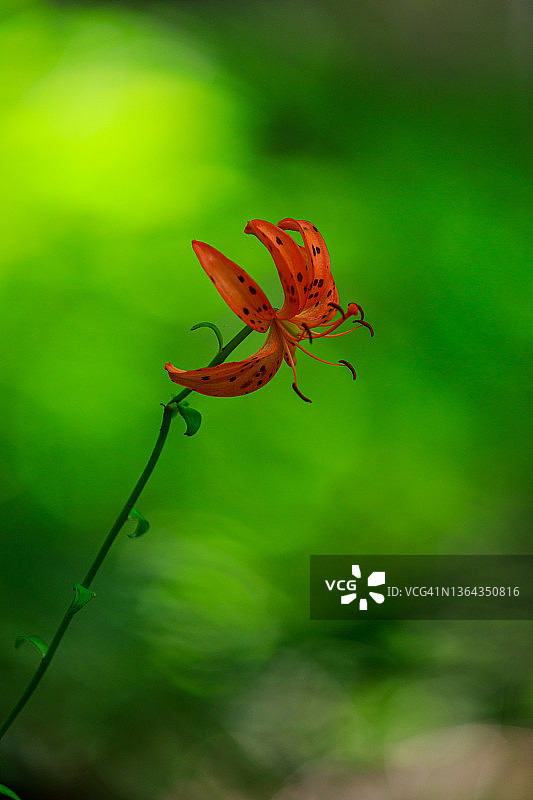 友善的莉莉图片素材