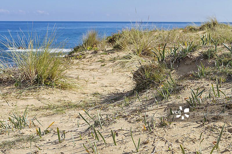 海岸的沙丘图片素材