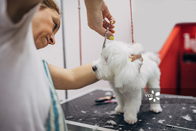 在宠物美容院用剪刀给马尔济斯犬剪毛的女工图片素材