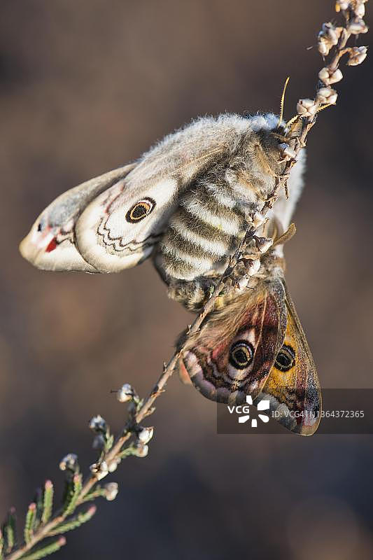 小型皇蛾交配，埃姆斯兰，下萨克森州，德国图片素材