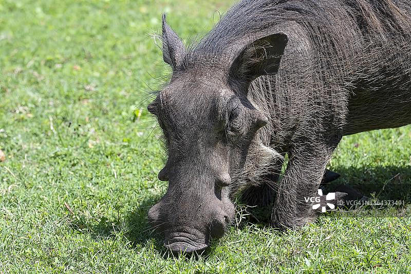 博茨瓦纳卡萨内的普通疣猪肖像图片素材