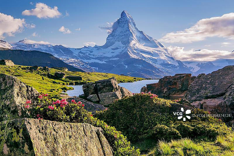 采尔马特施泰利湖上的高山玫瑰图片素材