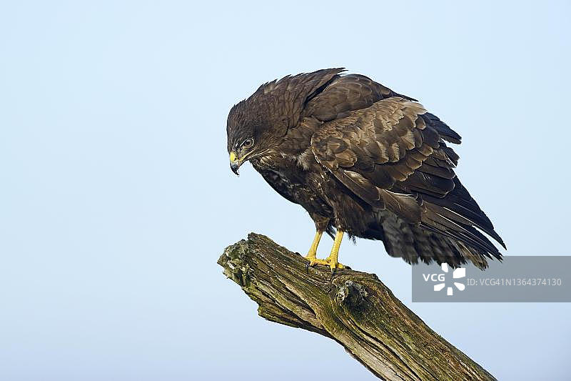 德国下萨克森州埃姆斯兰草原鵟图片素材