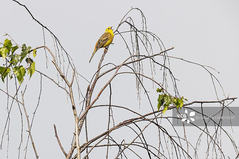 在桦树上歌唱的黄雀（雄性），德国黑森州巴特洪堡图片素材