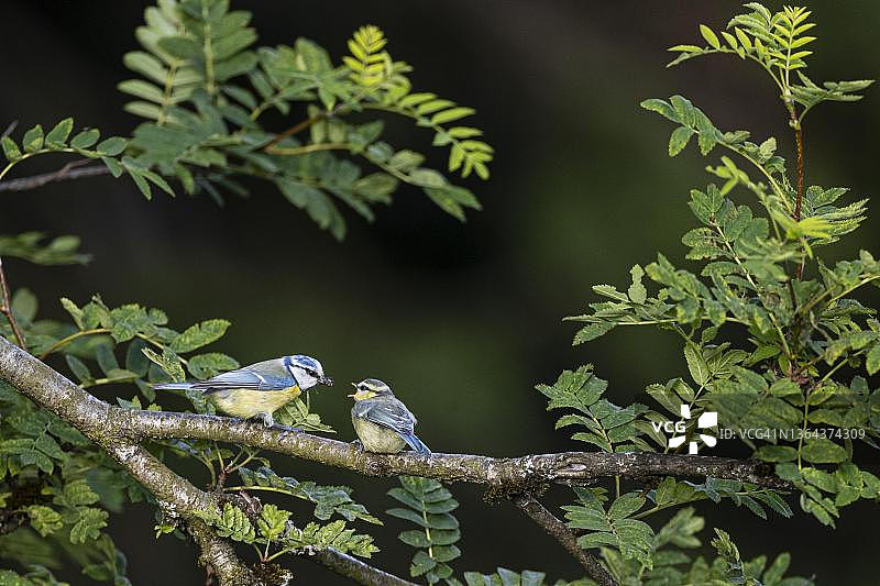 蓝山雀，老鸟喂小鸟昆虫，德国黑森州图片素材