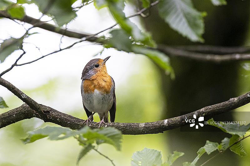 德国黑森州巴特洪堡的欧洲知更鸟图片素材