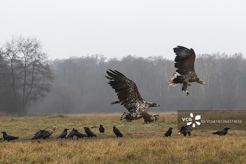 飞行中的白尾海雕，波兰图片素材