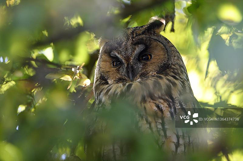 长耳鸮休息肖像，昼间睡眠，德国北莱茵-威斯特法伦州下莱茵区图片素材