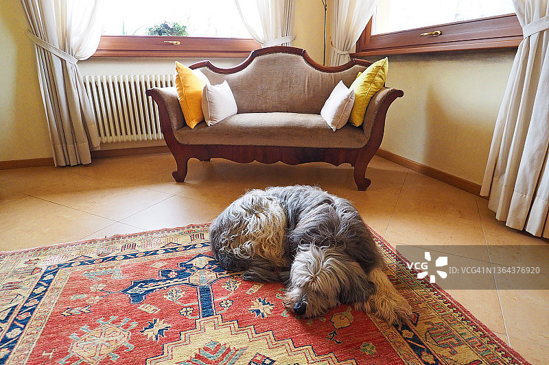 客厅沙发与熟睡的牧羊犬图片素材