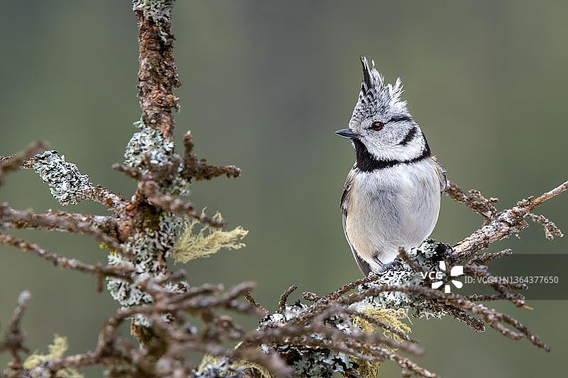 戴菊鸟栖息在树枝上，泰尔芬斯，蒂罗尔，奥地利图片素材