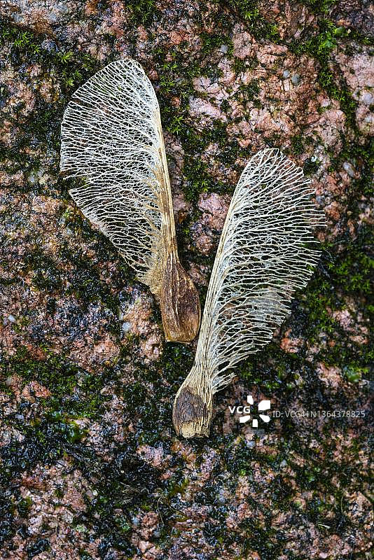枫叶伞，种子，德国萨克森-安哈尔特州图片素材