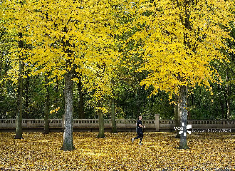 德国柏林，公园里秋季的慢跑者图片素材