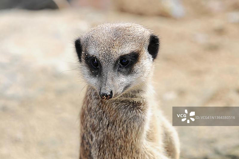 德国圈养的细尾獴图片素材