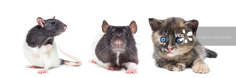 独立背景上的动物图片素材