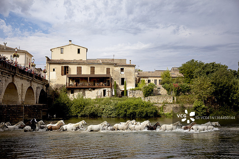 夏季节日期间在索米耶尔中世纪小镇的河流中被驱赶的卡马格马图片素材