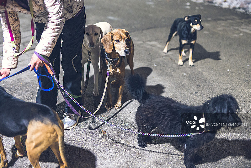 宠物主人放开狗的皮带图片素材