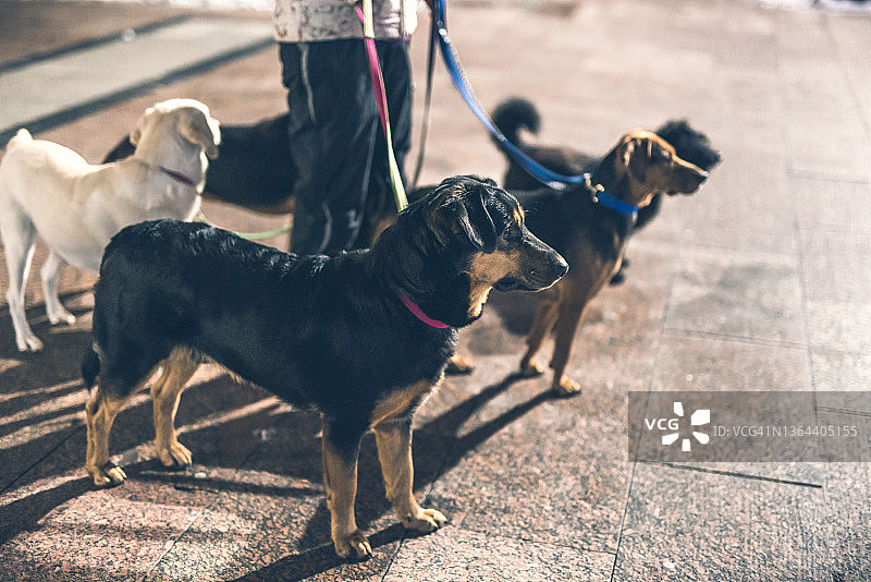 夜间城市遛狗：被领养的狗与遛狗人图片素材